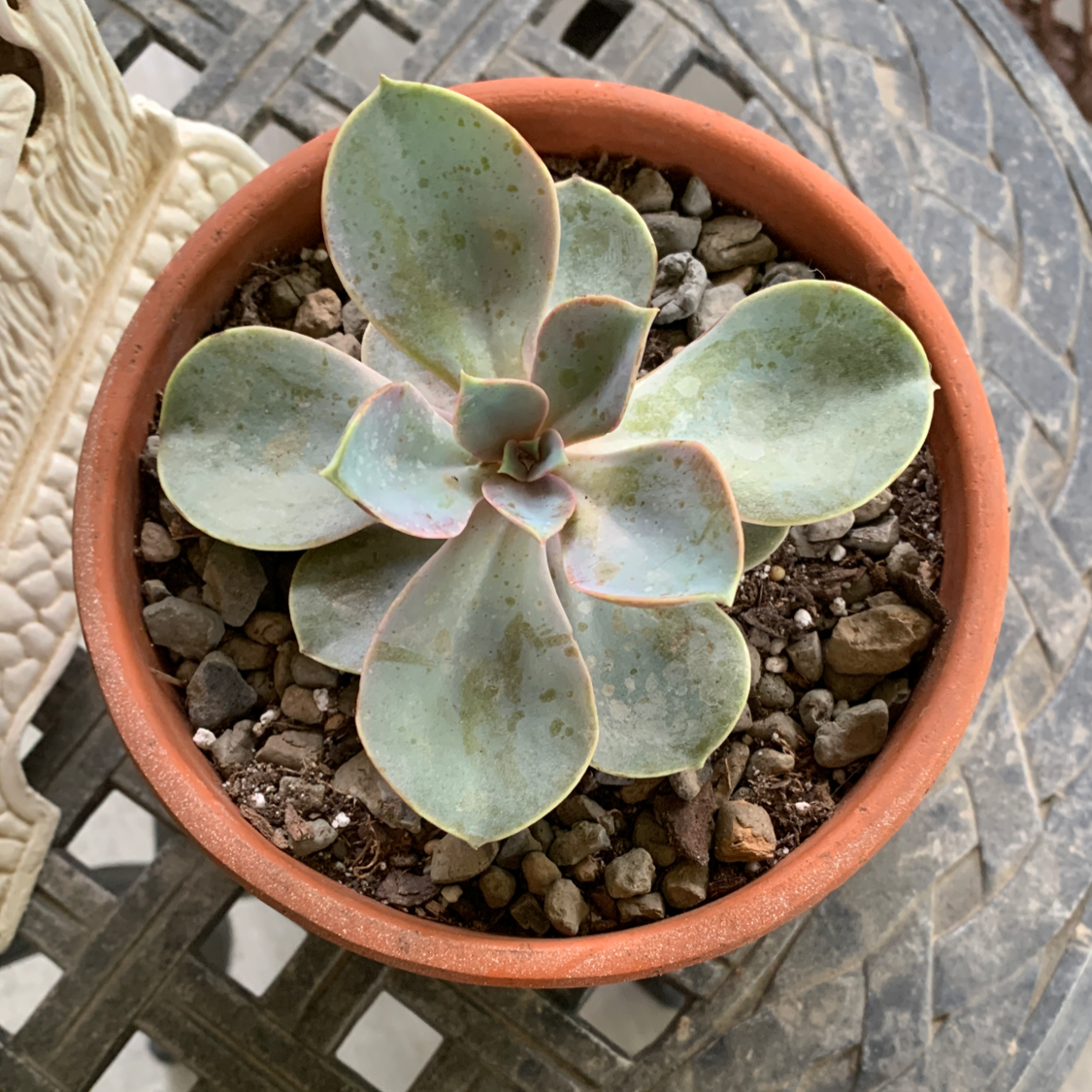 Potted Echeveria 'Perle von Nurnberg' succulent plant with visible soil.