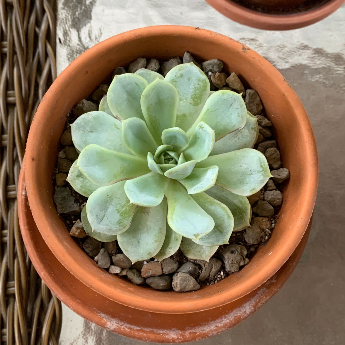 Echeveria 'Arctic Ice' succulent in a terracotta pot with rocky soil.