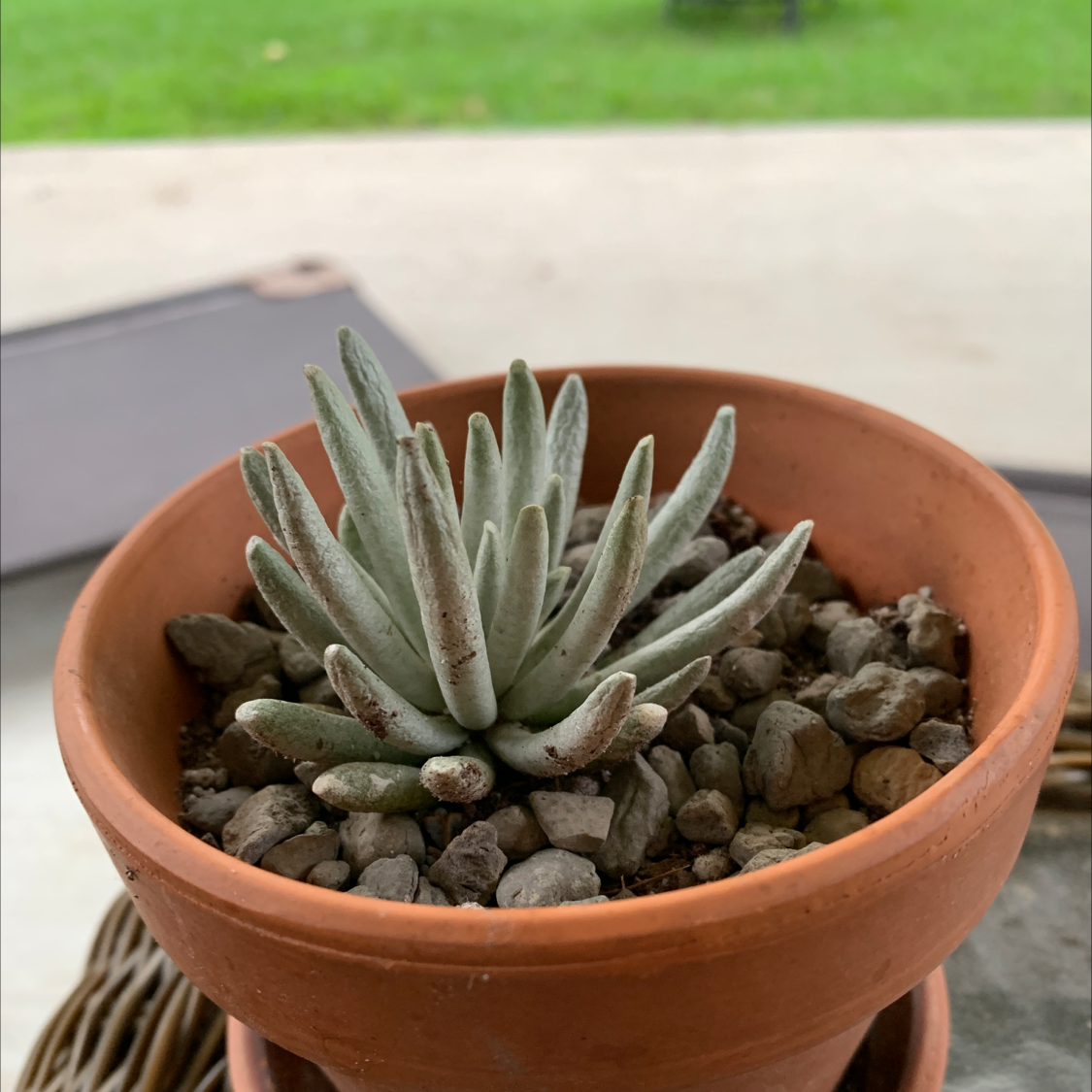 Woolly Senecio succulent in a terracotta pot with rocky soil, appearing healthy.