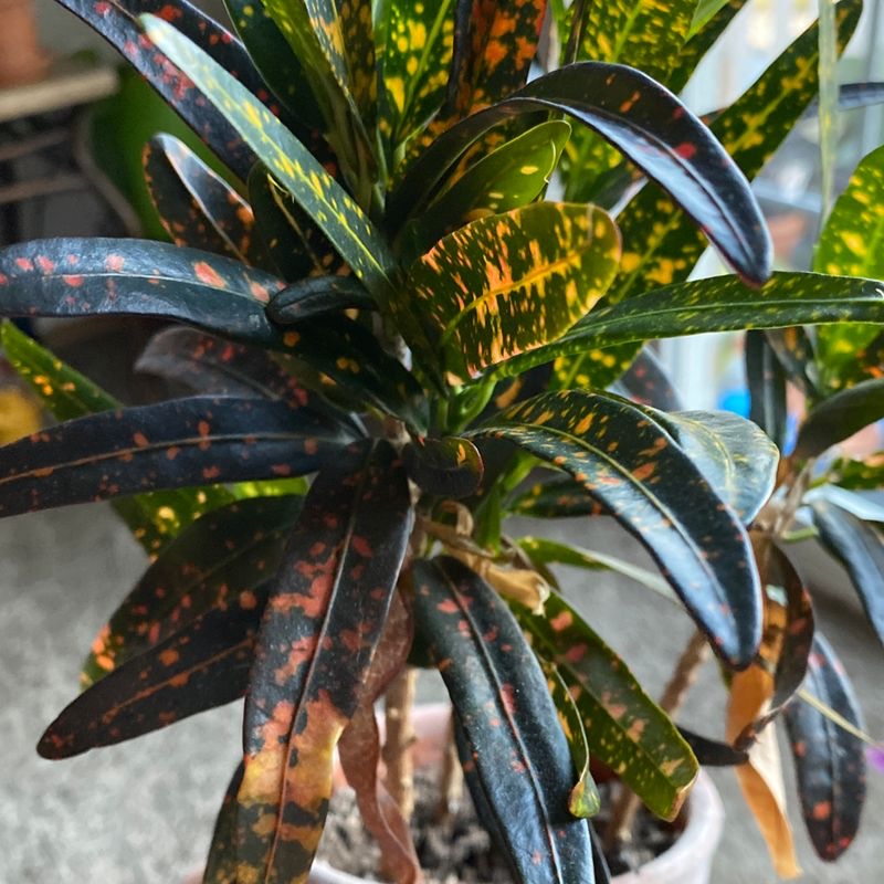 Close-up of a healthy, vibrant Croton 'Petra' plant showing colorful variegated foliage in shades of green, yellow, orange and red.