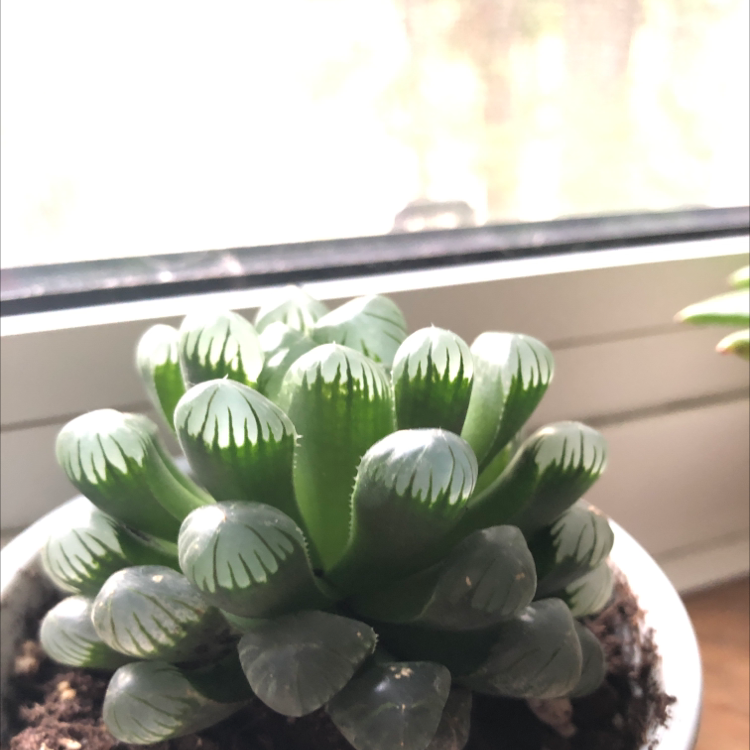 Photo of the plant species haworthia cooperi 'Truncata' by @Brasilbean named Bubbles on Greg, the plant care app