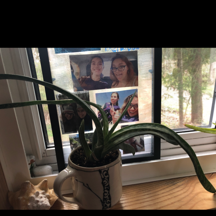 Photo of the plant species Gasteria 'Purple Dragon' by @Brasilbean named Tango on Greg, the plant care app