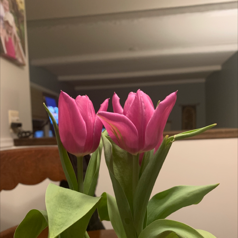Blooming pink tulips indoors with healthy green leaves.