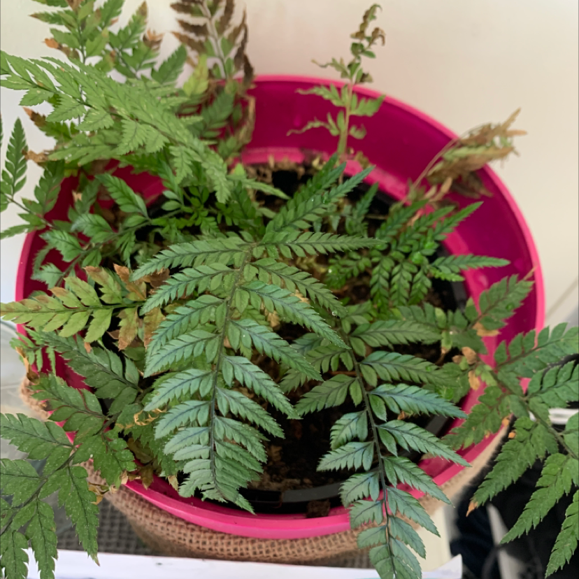 Autumn Fern in a pink pot with some browning at the tips of the fronds.