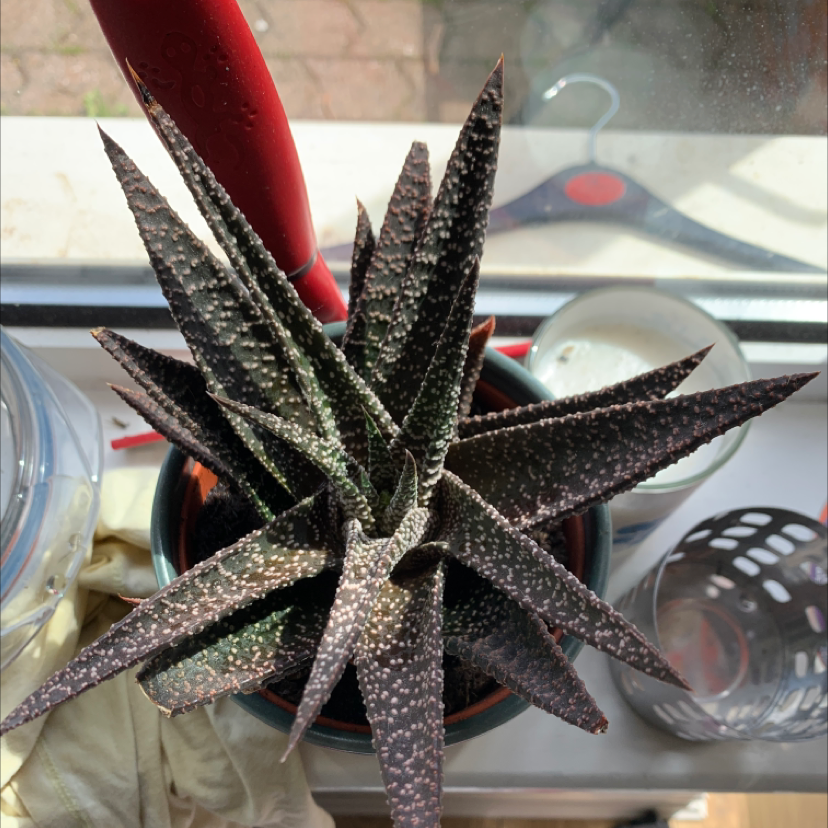 Bredasdorp Gasteria plant in a pot on a windowsill, appears healthy.