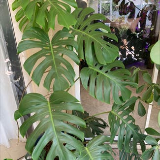 Monstera plant in Brandon, Florida