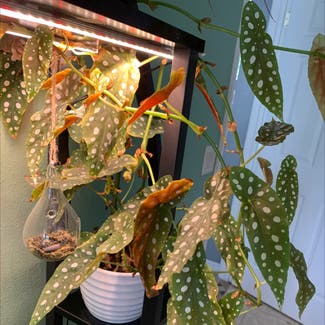 Polka Dot Begonia plant in Brandon, Florida