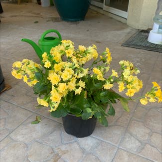 Florist Kalanchoe plant in Brandon, Florida