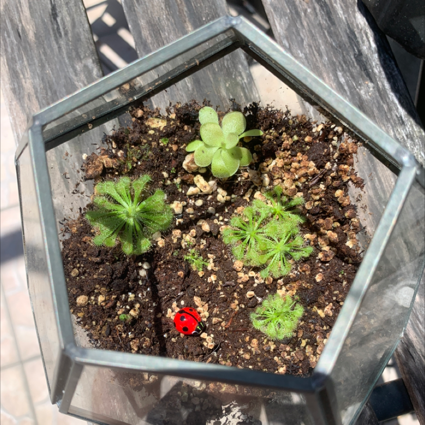 Spoon-Leaved Sundew plants in a geometric glass container with visible soil.