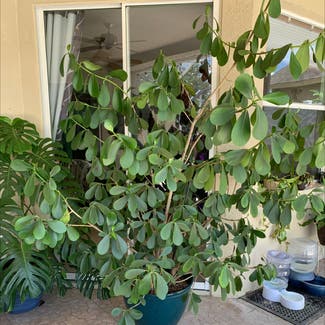 Dwarf clusia plant in Brandon, Florida