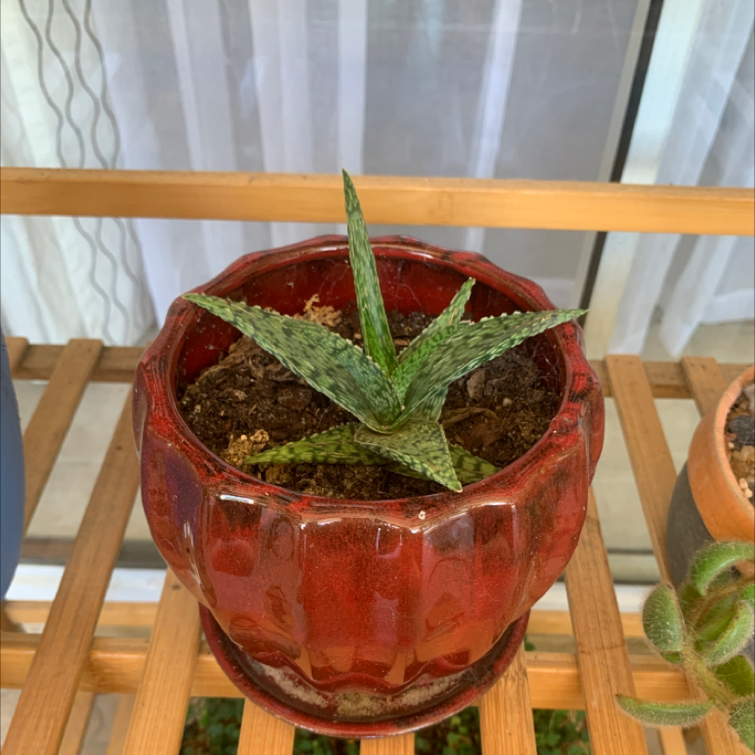 Snowflake Aloe plant in a red pot on a wooden shelf, appears healthy.