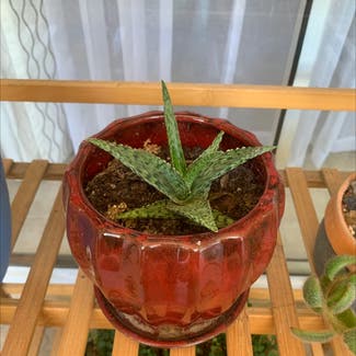Snowflake Aloe plant in Brandon, Florida