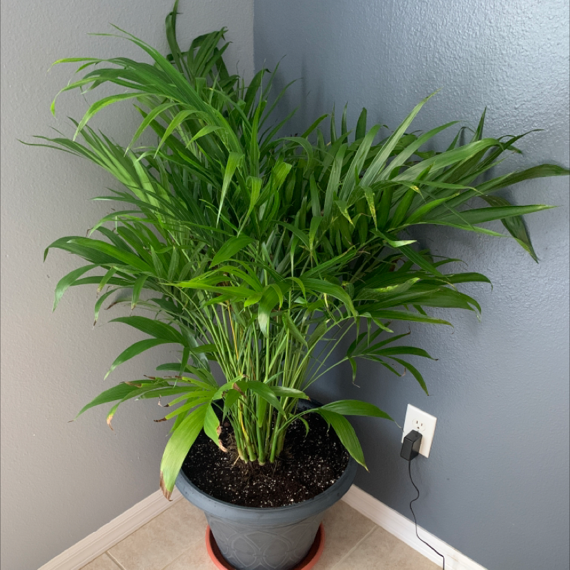 Healthy, thriving cat palm in gray ceramic pot, with lush green fronds and no discoloration, situated indoors.