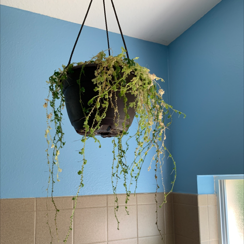 Hanging pot with Rainbow moss, Peacock fern, trailing stems, some yellowing leaves.