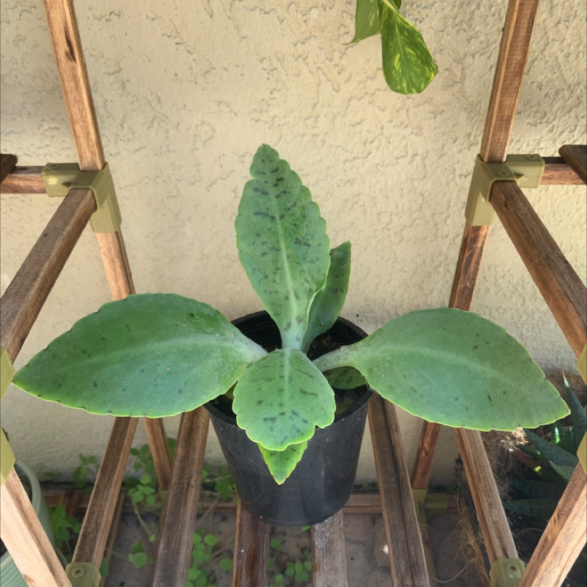 Potted Donkey Ears plant with broad green leaves and some black spots.