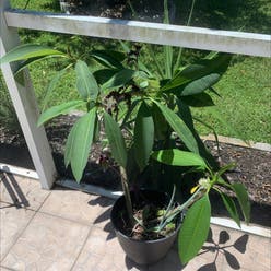 Red Frangipani plant
