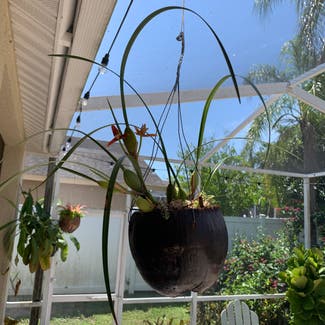 Coconut Orchid plant in Brandon, Florida