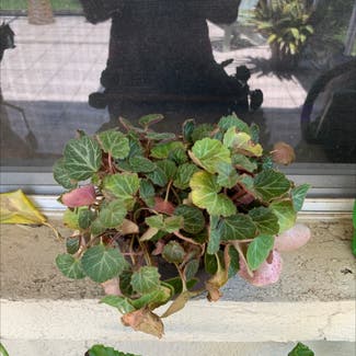 Strawberry Begonia plant in Brandon, Florida