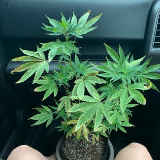 Marijuana plant in Brandon, Florida