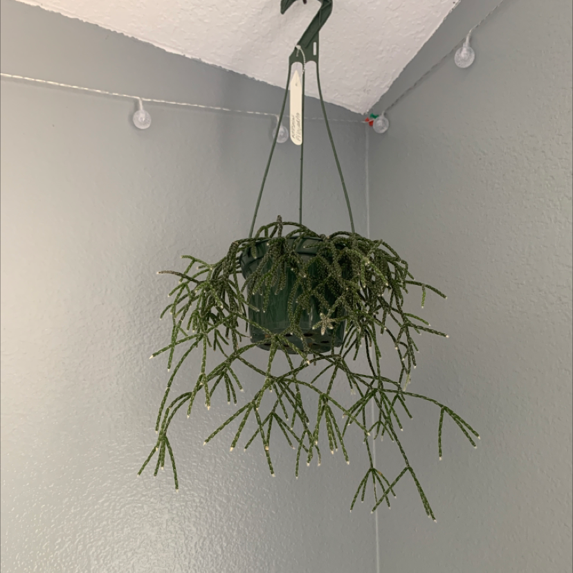 Hanging Hairy Stemmed Rhipsalis plant in a pot, healthy and well-framed.