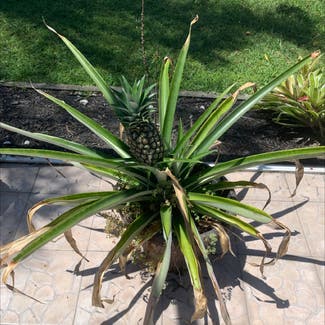 Pineapple plant in Brandon, Florida