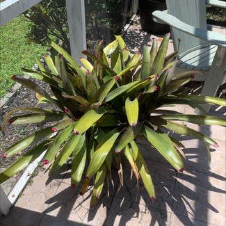 Flaming Sword Bromeliad plant in Brandon, Florida