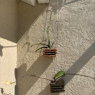 Phalaenopsis Orchid plant in Brandon, Florida
