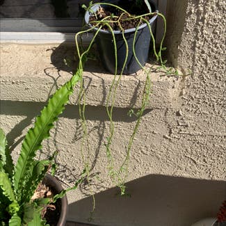 String of Dolphins plant in Brandon, Florida