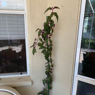 Purple Velvet Plant plant in Brandon, Florida
