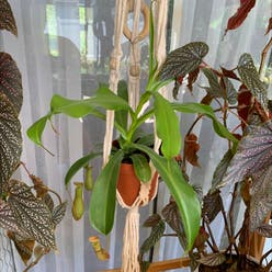 Tropical Pitcher Plant plant