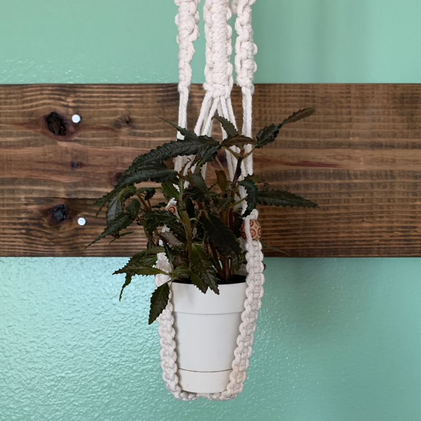 Dark Mystery Pilea plant in a white pot, suspended in a macrame hanger against a wooden and green wall.