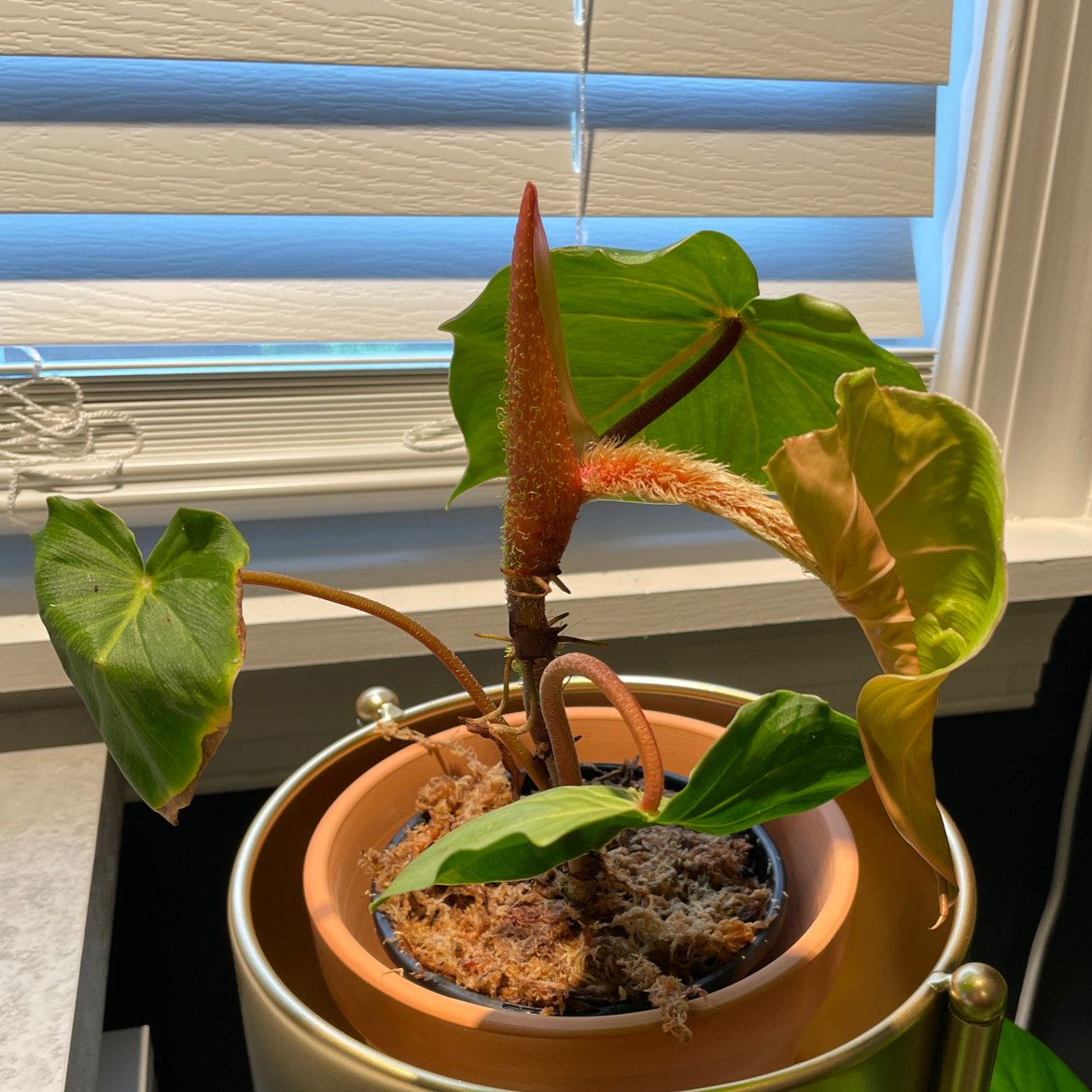 Photo of the plant species Philodendron fibrosum by @greeneyedmonstera named Philodendron Fibrosum on Greg, the plant care app