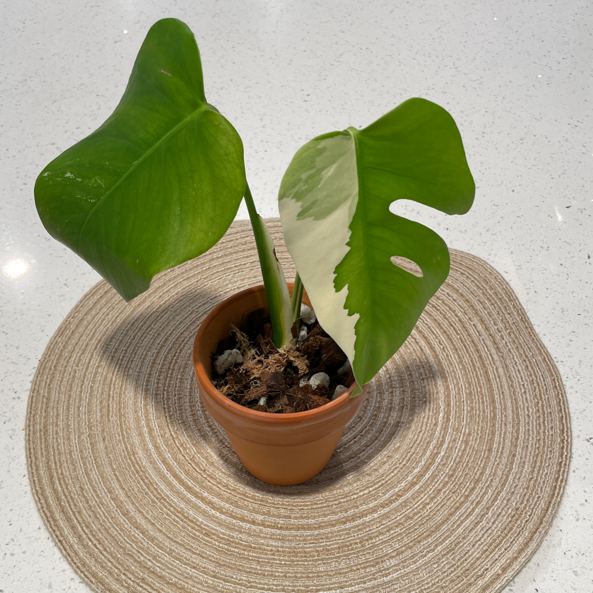 Variegated Monstera plant in a terracotta pot on a circular mat.