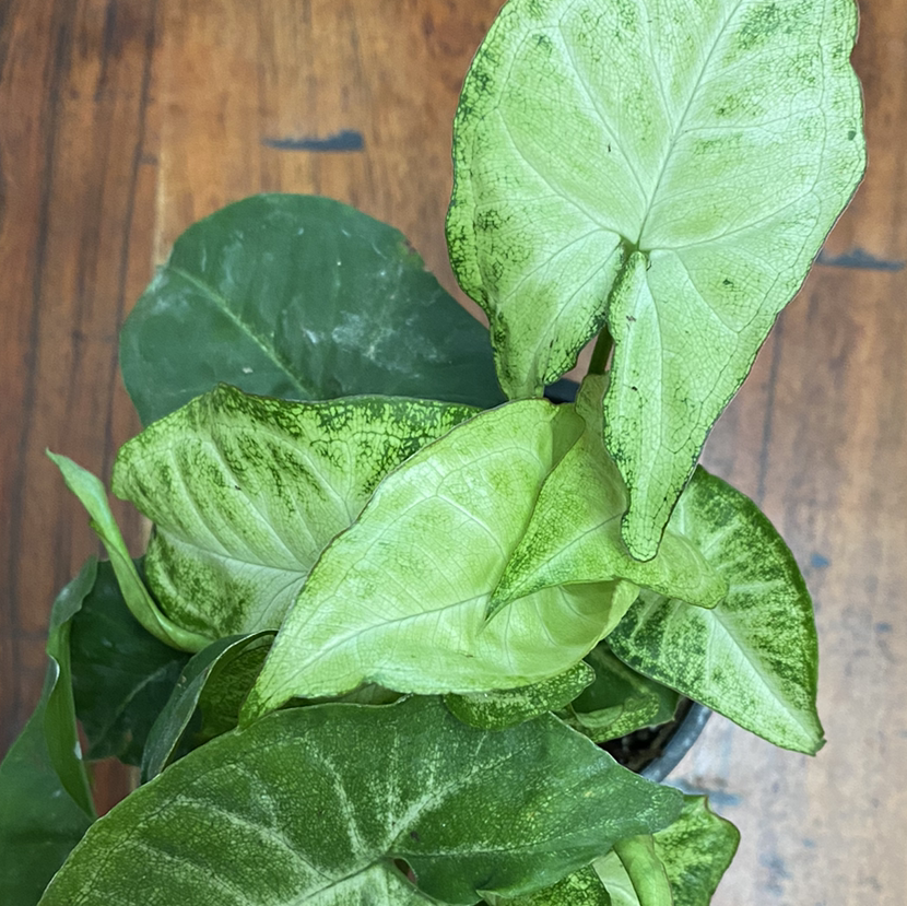 Syngonium 'White Butterfly' plant with green and white leaves, well-framed and centered.
