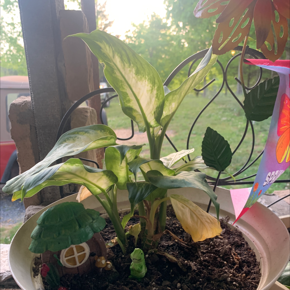 Dieffenbachia 'Camille' plant in a pot with some yellowing and browning leaves.