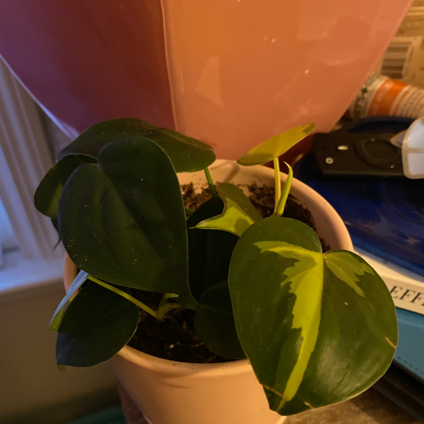 Philodendron Brasil plant photo by @Abonomi named Brasil Philodendron on Greg, the plant care app.