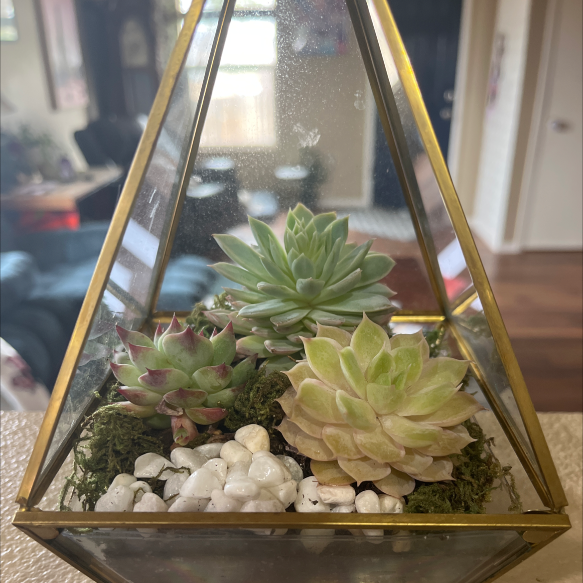 Terrarium with three healthy succulent plants, decorative stones, and moss.