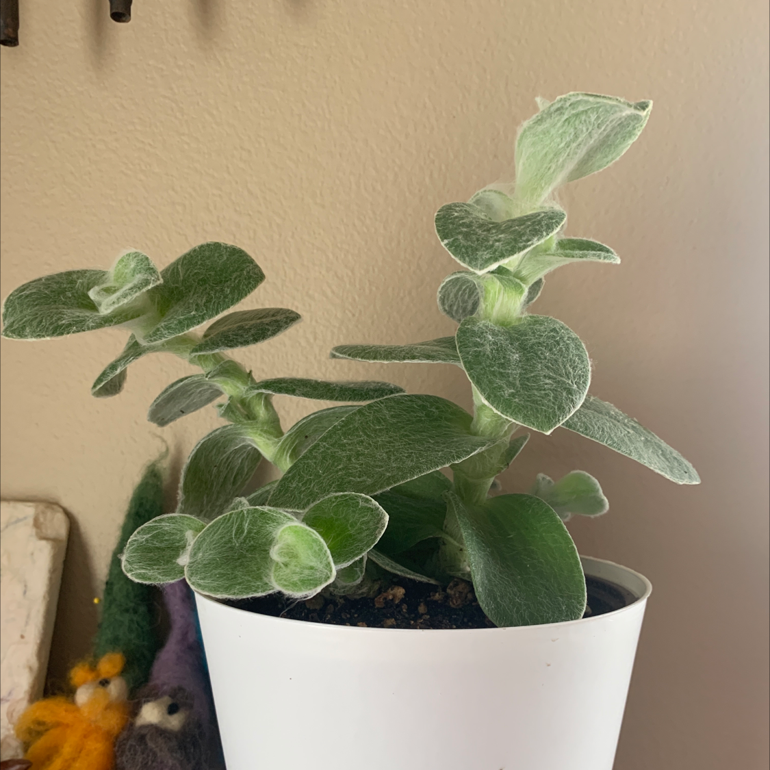 Photo of the plant species White Velvet by Sammy named Rose on Greg, the plant care app
