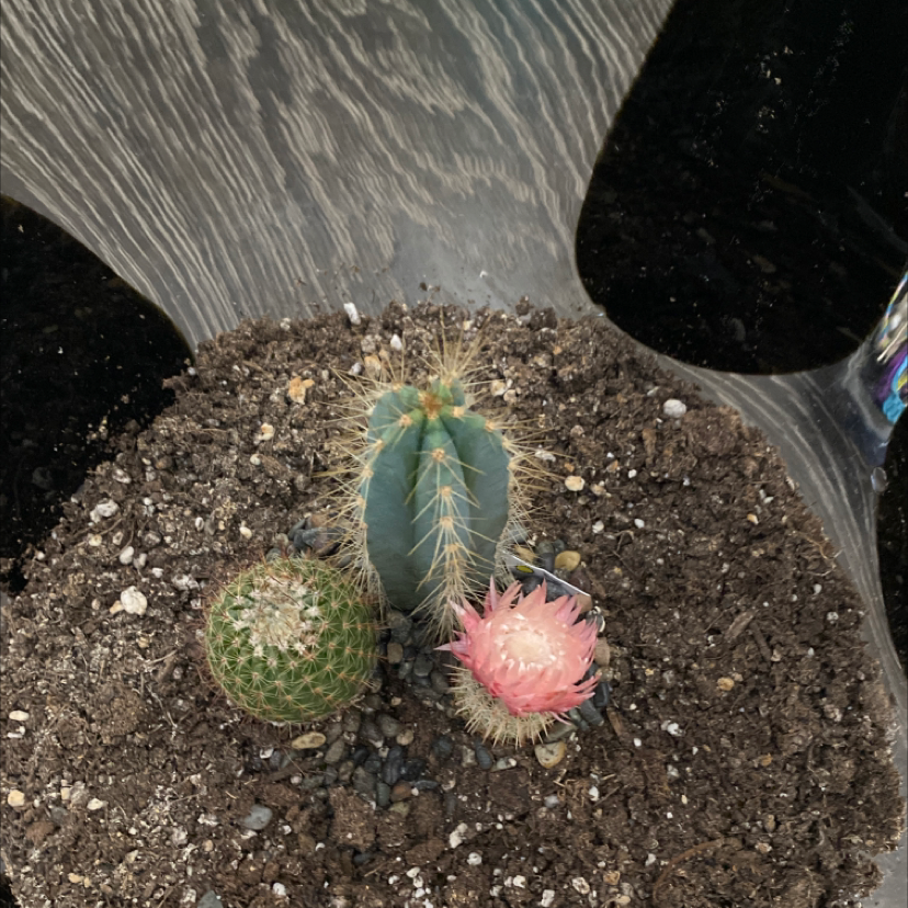 Silver Torch Cactus in a pot with soil, accompanied by a flowering cactus.