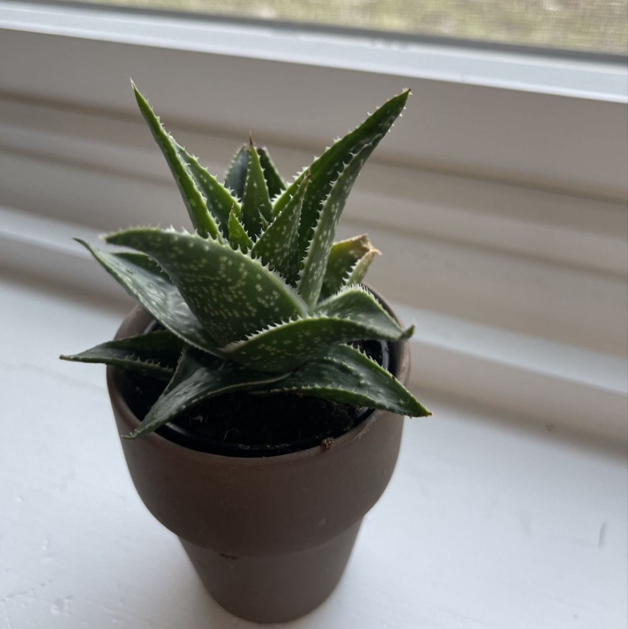 Photo of the plant species Lily of the Desert by @KatrinaR291 named Aloe on Greg, the plant care app