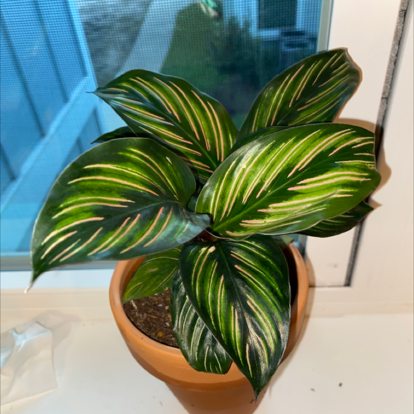 Calathea 'Beauty Star' plant in a terracotta pot on a windowsill with vibrant variegated leaves.