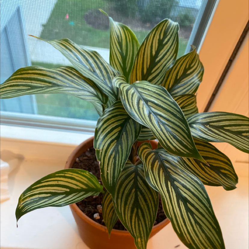 Calathea Vittata plant in a pot on a windowsill with distinctive white-striped green leaves.