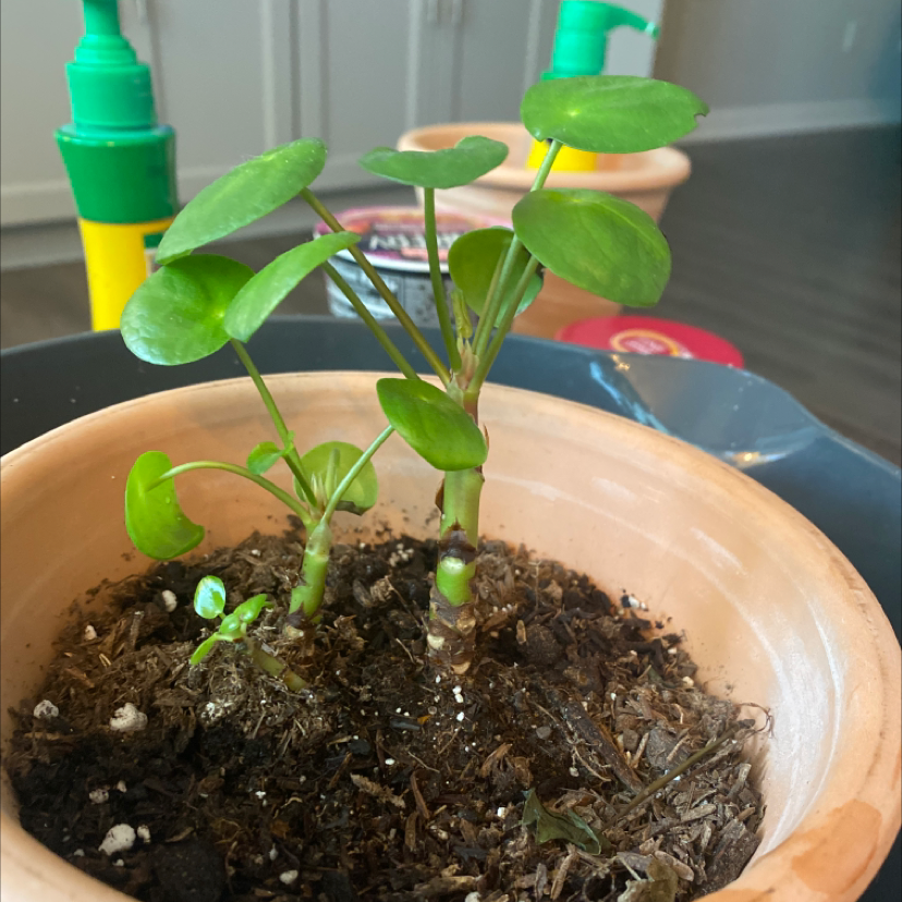 Chinese Money Plant plant photo by @turner217kayla named Pilea on Greg, the plant care app.