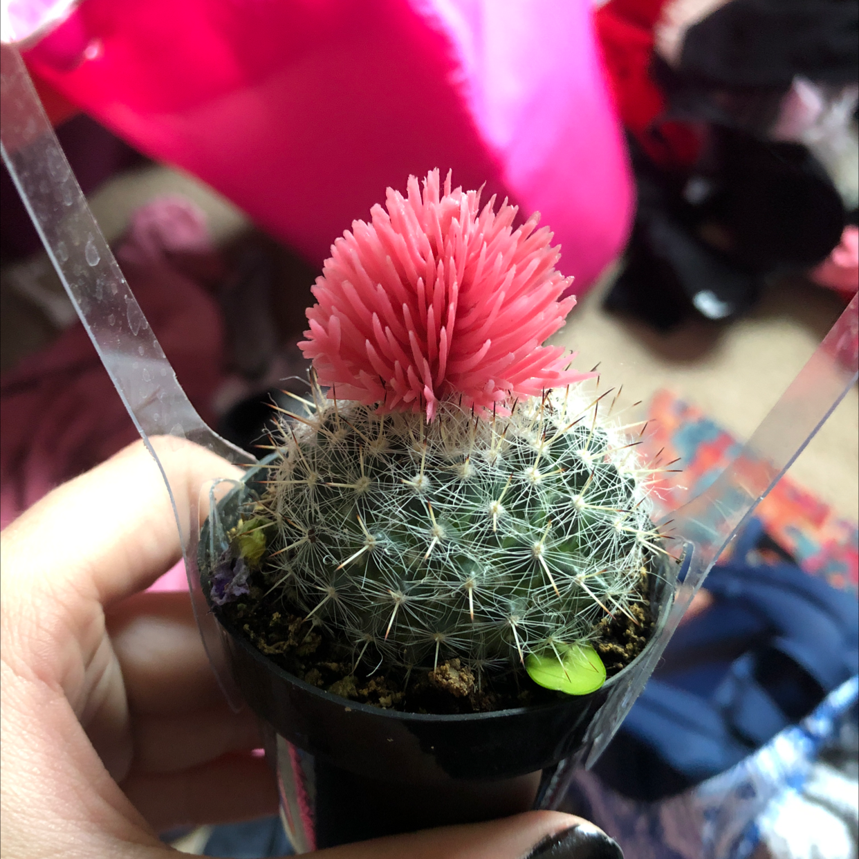 Close-up of a Simpson Hedgehog Cactus with a vibrant pink flower, held in a hand, planted in a black pot with cactus soil.