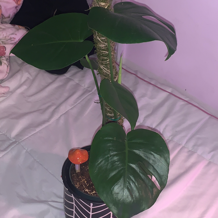 Monstera plant photo by @Maggie2045 named Winston on Greg, the plant care app.