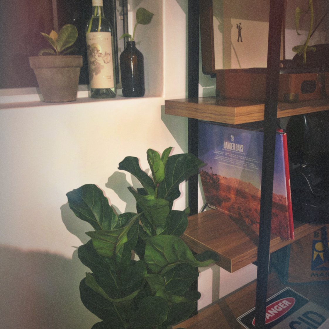 Fiddle Leaf Fig plant photo by @oasisjuice named serenity on Greg, the plant care app.