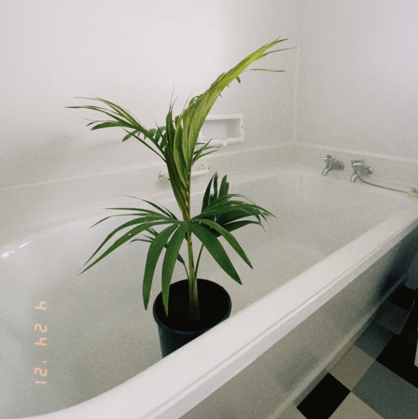 A healthy Bungalow Palm plant in a pot placed in a bathtub.