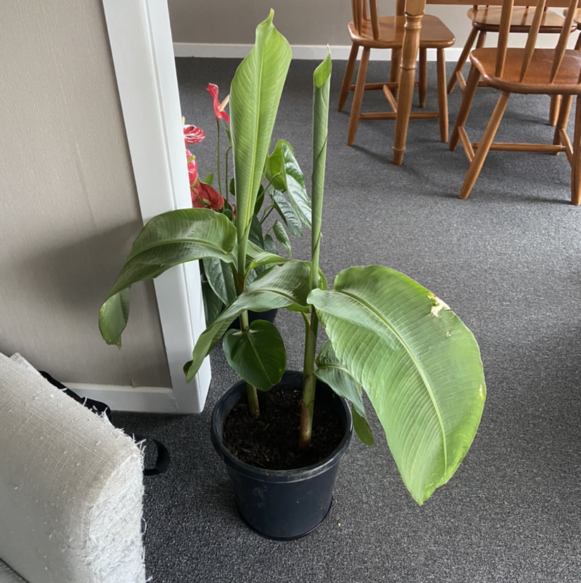 Photo of the plant species Heliconia schiedeana by @Savanahhislop named heliconia schiedeana on Greg, the plant care app