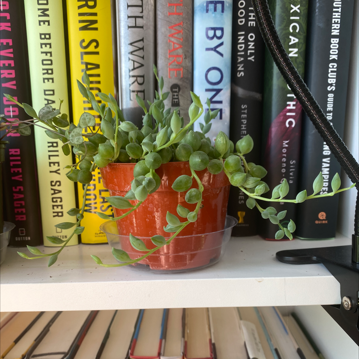 String of Watermelons plant in a pot on a bookshelf with books in the background.