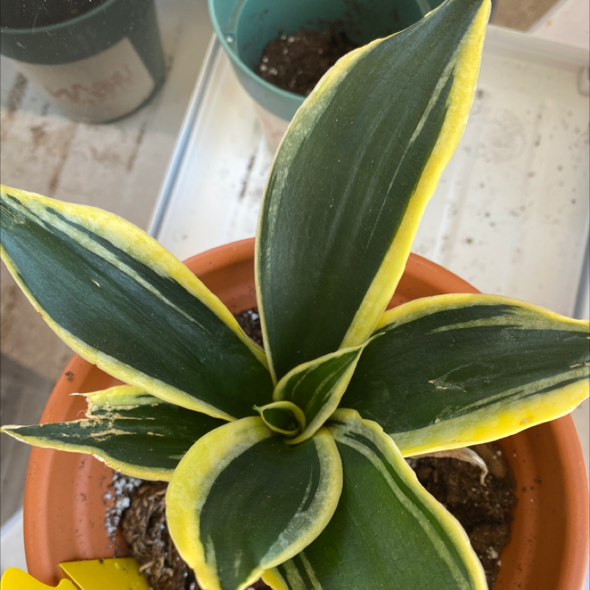 Bird's Nest Snake Plant with green leaves and yellow edges in a terracotta pot.